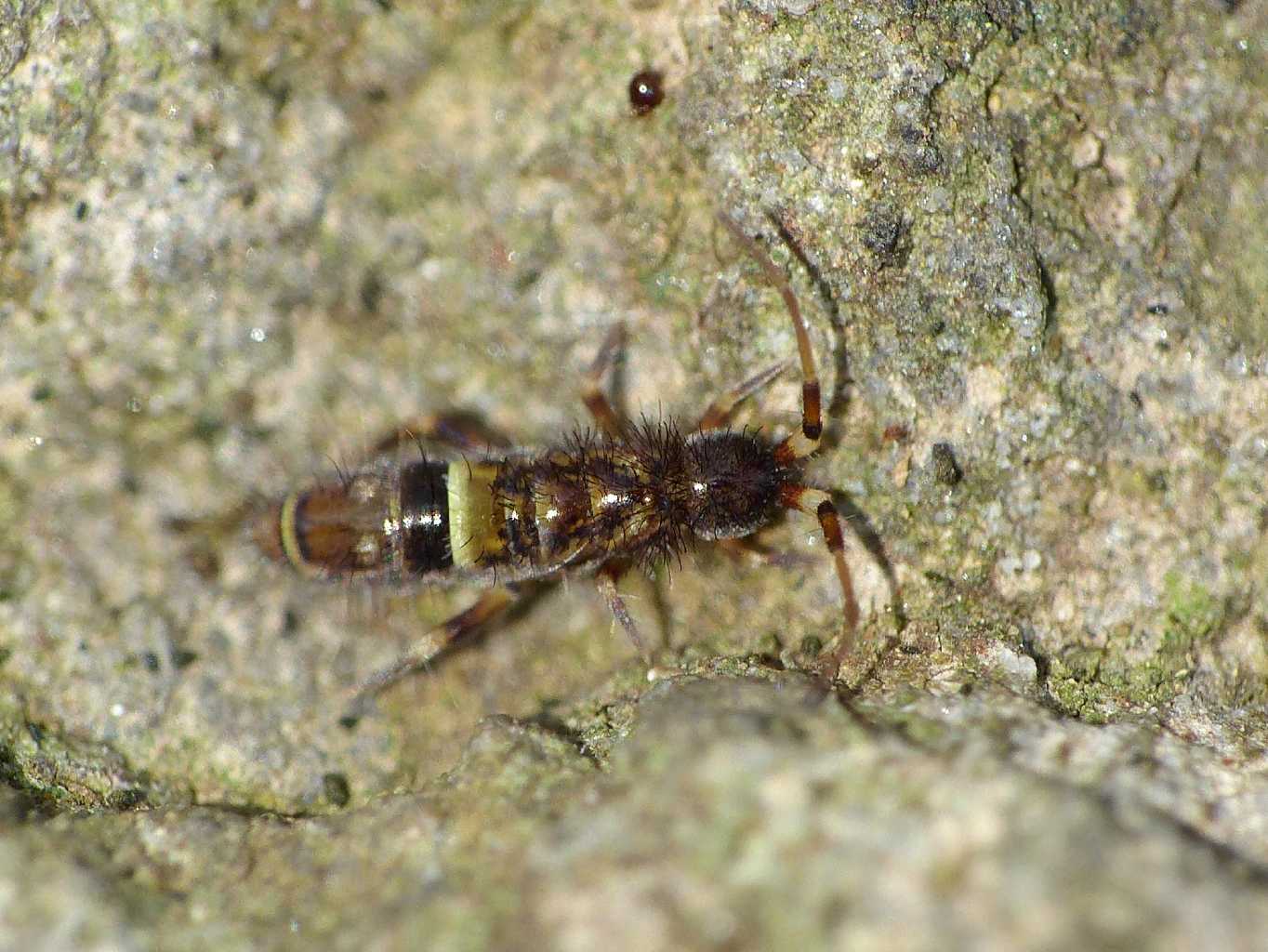 Orchesella cincta